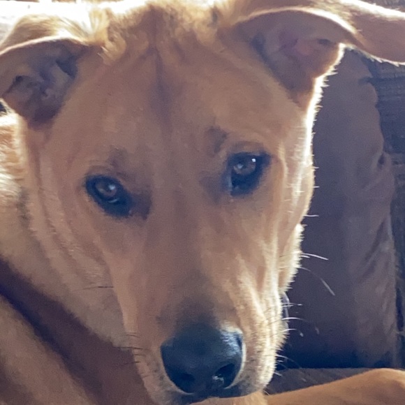 Meet your Posher, Sandi ☀️ - Picture 7 of 8